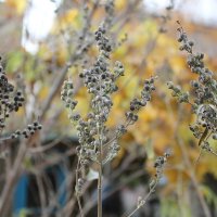 Черный перец :: Ирина 