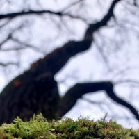 Мох :: Максим Егоров Мох :: Максим Егоров