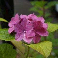 ***** :: Алёна Савина