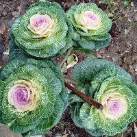 Пора квасить! :: Александр Чеботарь