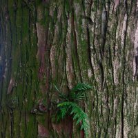 Росток :: Максим Егоров