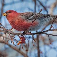Щур. :: Евгений Голубев
