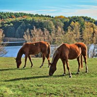 PRO пасущихся коней :: Андрей K.