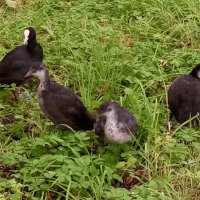 Птенцы лысухи :: Сапсан 