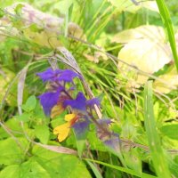 Иван-да-марья :: Сапсан 