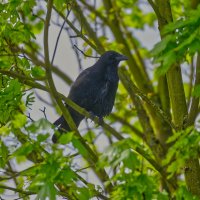 (°-°) :: Jakob Dick