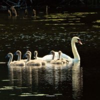 Шипунчики :: Ольга Митрофанова Шипунчики :: Ольга Митрофанова