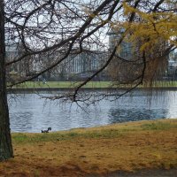 золото декабря :: sv.kaschuk 