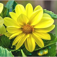 Про сентябрьские цветы... :: Aquarius - Сергей Про сентябрьские цветы... :: Aquarius - Сергей