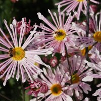 Хризантемы :: Татьяна Тюменка