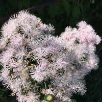 Розовое и пушистое :: Ольга Савельева Розовое и пушистое :: Ольга Савельева