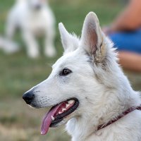 Белая швейцарская овчарка (Белый пастух) :: Светлана Ищенко