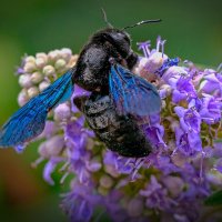 Пчела-плотник :: Aleksey Afonin