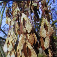 Серёжки :: Людмила Смородинская