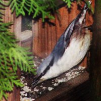 Вечно голодный :: Людмила Смородинская