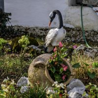 Клумба :: Игорь Сикорский