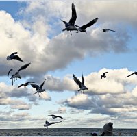 Чайки над морем. :: Валерия Комова Чайки над морем. :: Валерия Комова