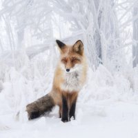 Лиса в снежной сказке :: Марина Фомина.