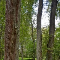 ПЕТРОВСКОЕ, вотчина Ганнибалов. :: Виктор Осипчук