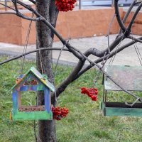 А вы развесили кормушки для птиц? :: Валерий Иванович А вы развесили кормушки для птиц? :: Валерий Иванович