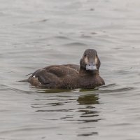 турпан. :: юрий макаров