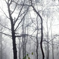 *** :: Валентина Береснева