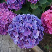 *** *** *** :: Алёна Савина *** *** *** :: Алёна Савина