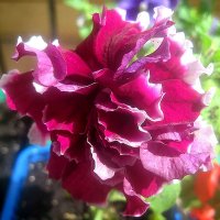 Петунья :: Елена Семигина Петунья :: Елена Семигина