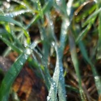 Бусинки росы :: Екатерина Леш