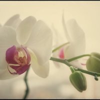 Расцветает красавица... :: Руслан 