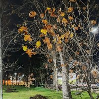 Осенний привет декабрю... :: tatyana Осенний привет декабрю... :: tatyana