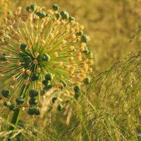 у природы свои законы :: Олег Лукьянов