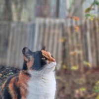 Чирикают и чирикают... :: Наталья Чирикают и чирикают... :: Наталья