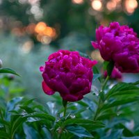 Пионы. :: Андрей Дурапов Пионы. :: Андрей Дурапов