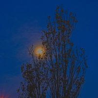 Луна застряла в ветках... :: Giant Tao /