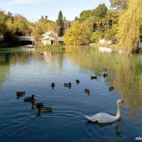 Адлер. Дендропарк "Южные культуры" :: Нина Бутко Адлер. Дендропарк "Южные культуры" :: Нина Бутко