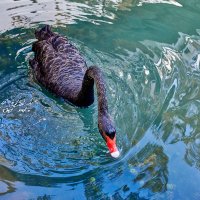 Чёрный лебедь :: Александр Леонов Чёрный лебедь :: Александр Леонов