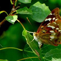 опять про бабочек...137 :: Александр Прокудин опять про бабочек...137 :: Александр Прокудин