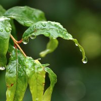 *** :: Светлана 