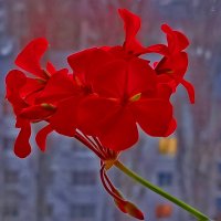 На окошке моём! :: Валентина Нефёдова На окошке моём! :: Валентина Нефёдова