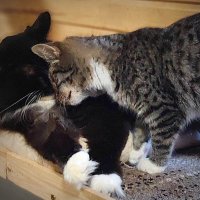 давай мириться,,, :: Любовь давай мириться,,, :: Любовь