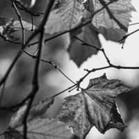 "У природы нет плохой погоды..." :: Светлана Тихонина