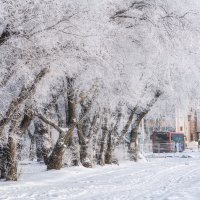 Чудесная зима :: Виктор Иванович Чернюк Чудесная зима :: Виктор Иванович Чернюк