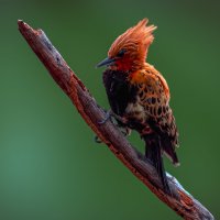 *** :: Aleksey Afonin *** :: Aleksey Afonin