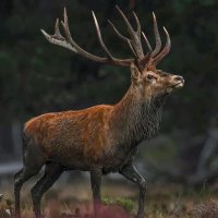 Алтайский марал :: Aleksey Afonin Алтайский марал :: Aleksey Afonin