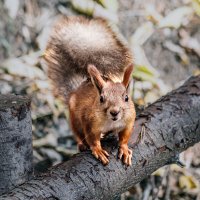 Белка :: SanSan 