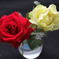 *** :: Любовь Сахарова *** :: Любовь Сахарова