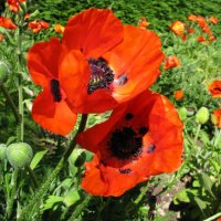 Восточный мак :: Любовь Сахарова Восточный мак :: Любовь Сахарова