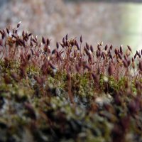 Кукушкин лён. :: nadyasilyuk Вознюк Кукушкин лён. :: nadyasilyuk Вознюк