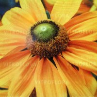 Зеленоглазая красавица :: Людмила Смородинская Зеленоглазая красавица :: Людмила Смородинская